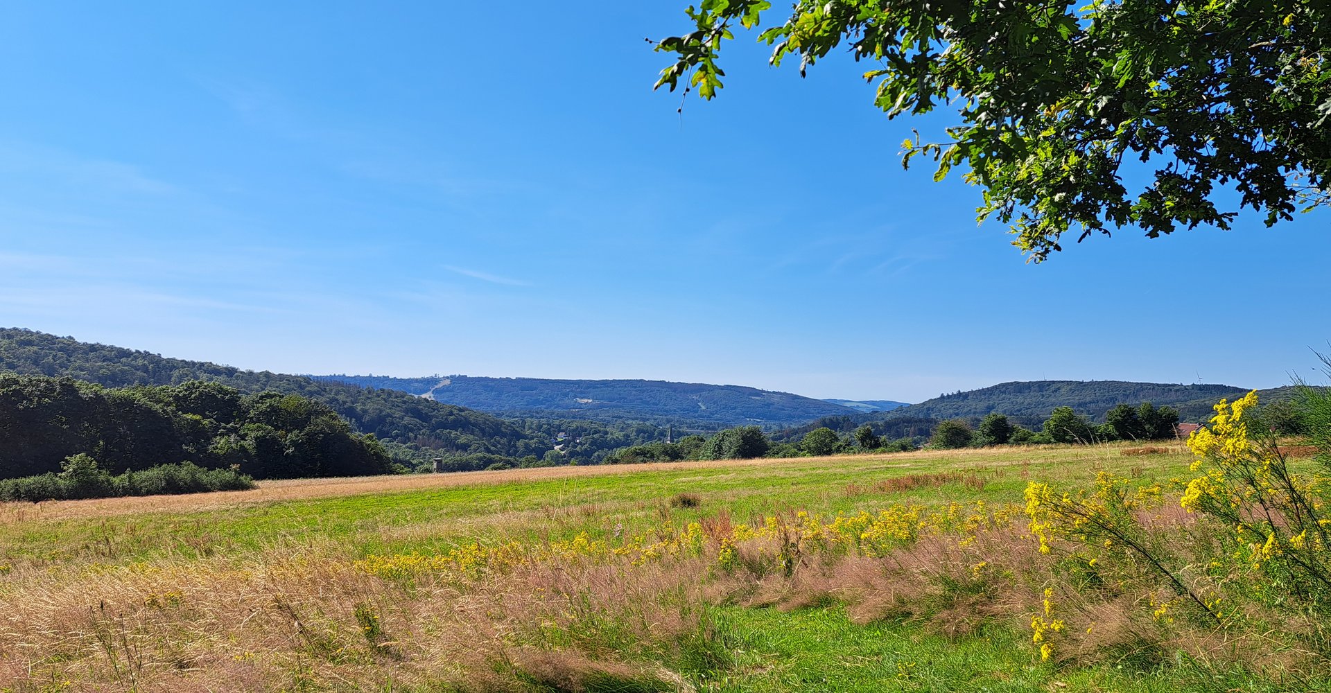 Im Vordergrund auf der rechten Seite sind gelbe Blumen am Rande einer Wiese. Hinter der Wiese sind waldbedeckte Berge.